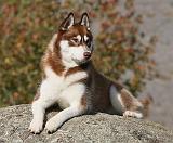 Siberian Husky 9Y773D-076